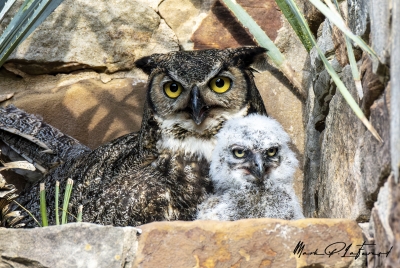 Athena Great Horned Owl 2025